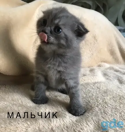 Шотландские вислоухие котята, фотография 1