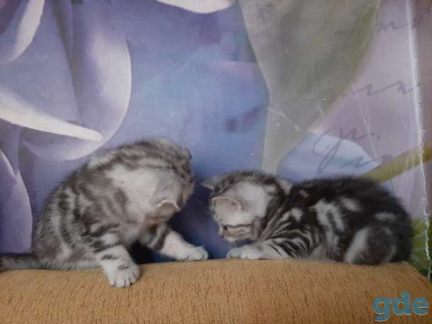 Шотландские котята, фотография 7