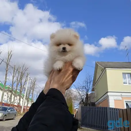 Померанский шпиц щенки, фотография 1