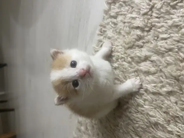 Котенок даром, фотография 1