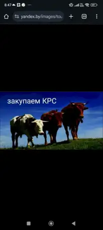 Закупаем КРС по всей РБ, фотография 1