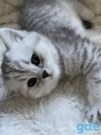 Шотландские милашки, фотография 7