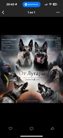 Щенки высокопородные восточноевропейской овчарки, фотография 9