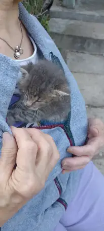 Срочно! Маленький Котенок мальчик в дар!, фотография 5