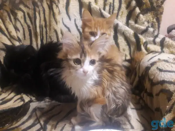Котики, фотография 6