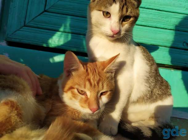 Котята в дар, фотография 5