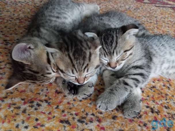 Красивые котята, фотография 3