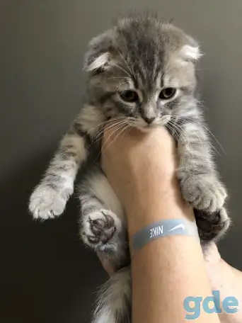 Шотландские чистокровные котята, фотография 18