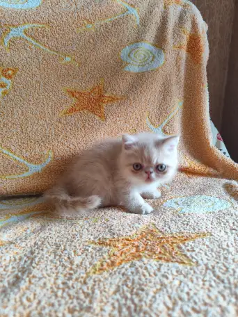 Экзотические котята, фотография 4