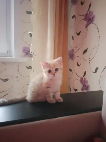 Котенок, фотография 3