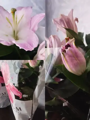 Уличные цветы, фотография 1