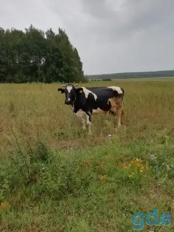Продам корову, фотография 1