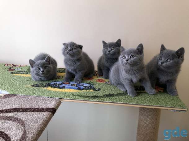 Шотландские котята, фотография 3