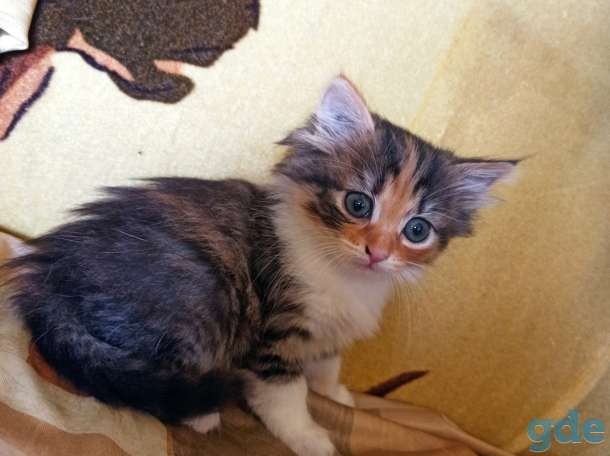 Котенок кошка трехцветная, фотография 5