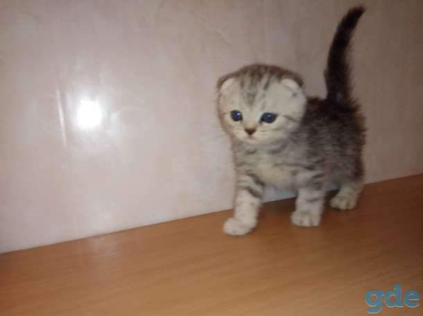 Продать котята разных окрасов, фотография 1