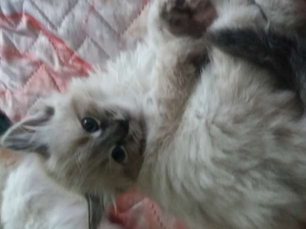 котята, фотография 2