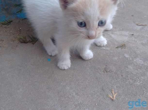 КОТЯТА, фотография 6