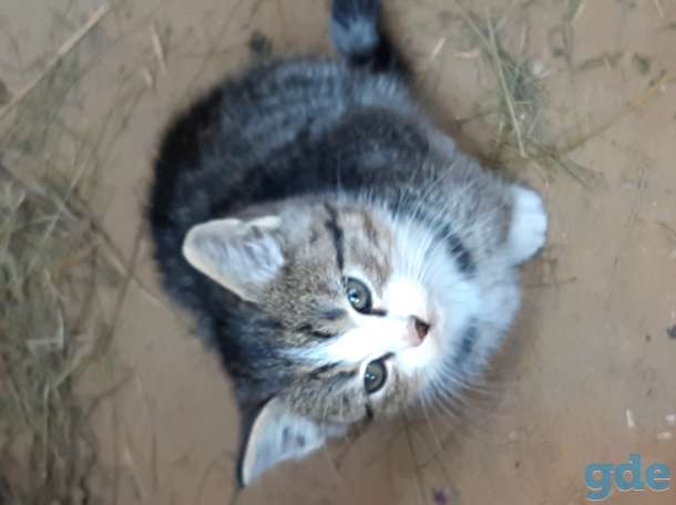 Кошка и котенок ищут дом, фотография 4