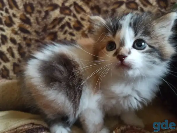 Кошка котенок трехцветная даром, фотография 4
