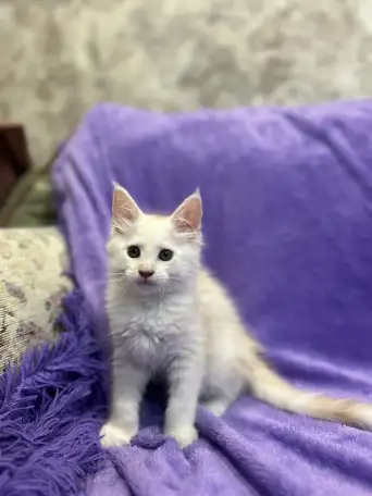 Котята породы Мейн-кун, фотография 3