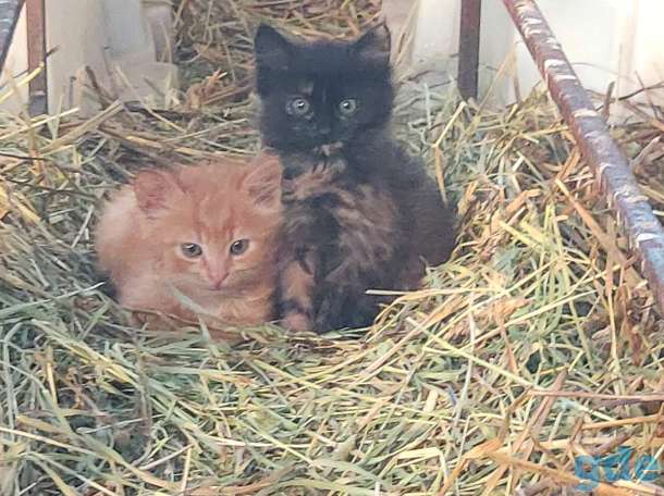 Котят (не продаем, а показываем) и отдаем в добрые руки :), фотография 2