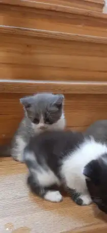 Отдам котят в хорошие руки, фотография 4