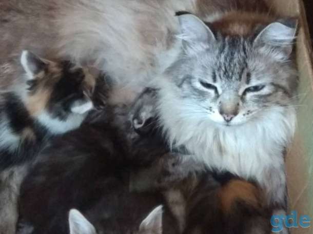 Котята в добрые руки., фотография 1