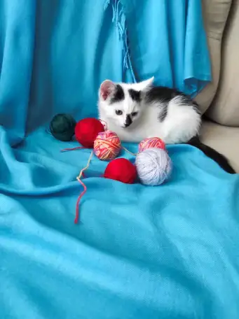 Котята в добрые руки, фотография 8