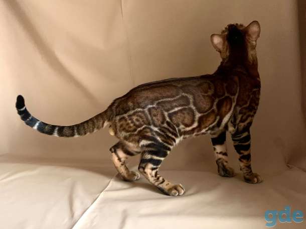Бенгальские котята, фотография 2