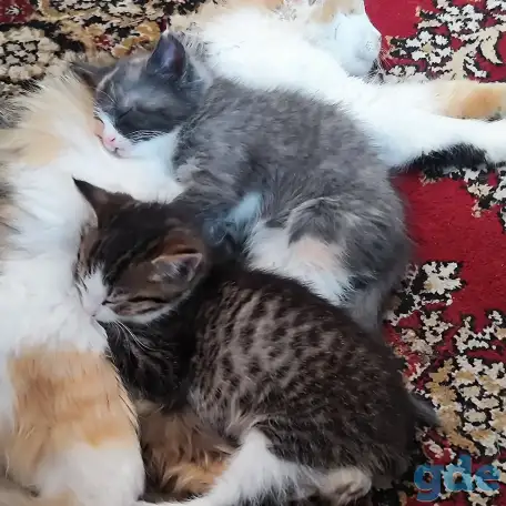 Котята, фотография 2