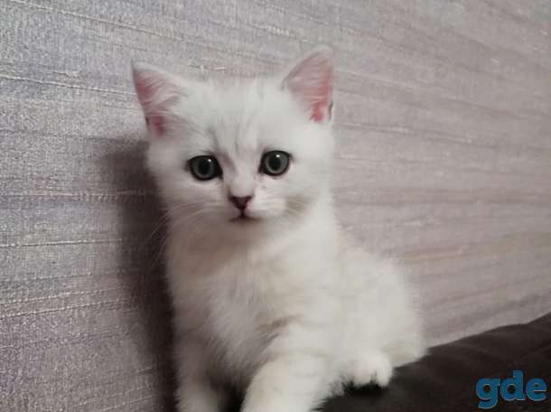 Котята, фотография 1