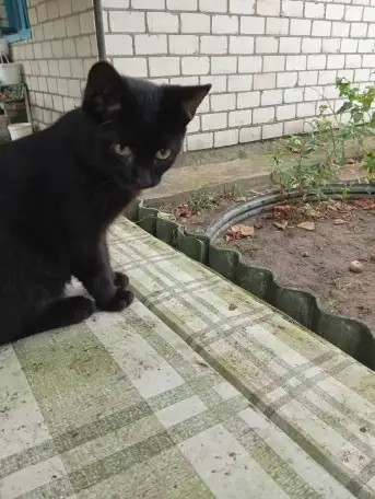 Котенок в дар, фотография 7