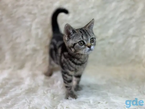 Шотландская прямоухая кошечка, котенок, страйт, окрас SFS 71 n22, мрамор, фотография 4