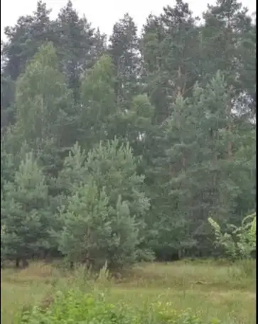 Участок в Беловежской пуще., фотография 2