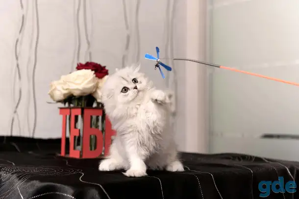 Шотландские котята, фотография 5