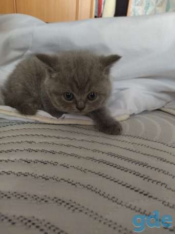 Чистокровные британские котята, фотография 5