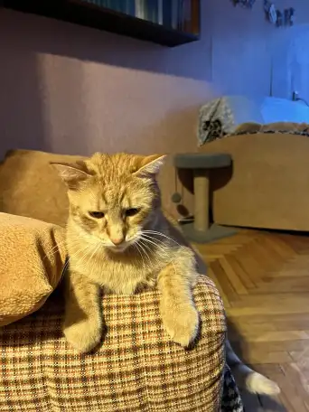 Котик в добрые руки, фотография 6