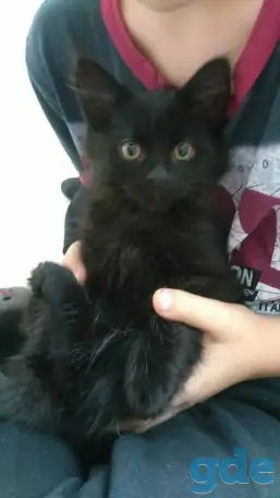 КОТЕНОК В ДАР, фотография 2