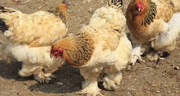 Продам кур несушек, фотография 1