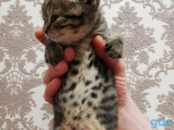 Шотландский вислоухий котенок, фотография 7