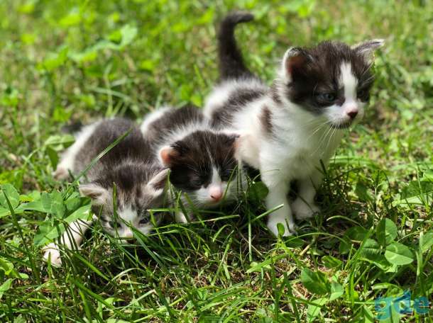 Котята в дар, фотография 3