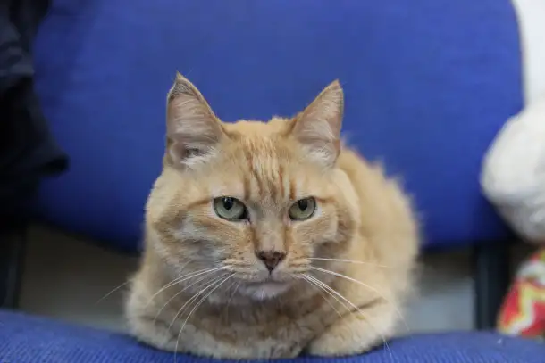 Симбочка чудесный рыжий котик ищет дом и семью!, фотография 1