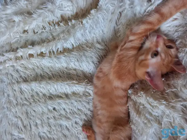 Котята в добрые руки, фотография 4