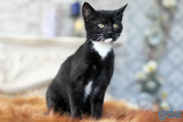 Котята в дар. Бесплатно в хорошие руки, фотография 3