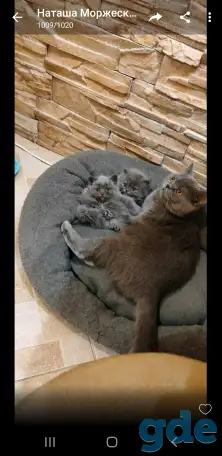 Котята, фотография 2