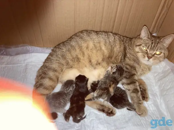 Котята Британской кошки, фотография 5