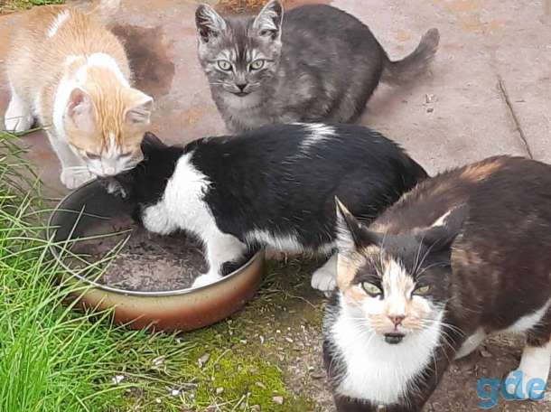 Котята в добрые руки, фотография 1
