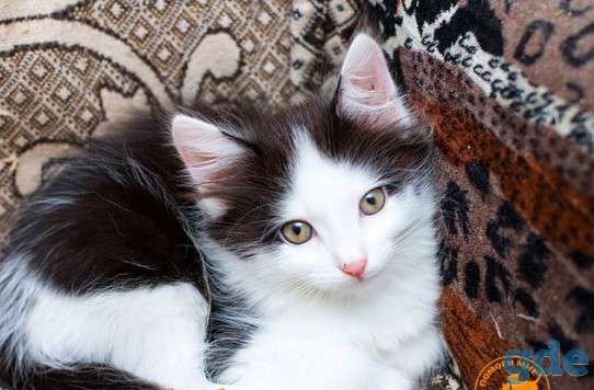 Отдам котят в добрые руки., фотография 9