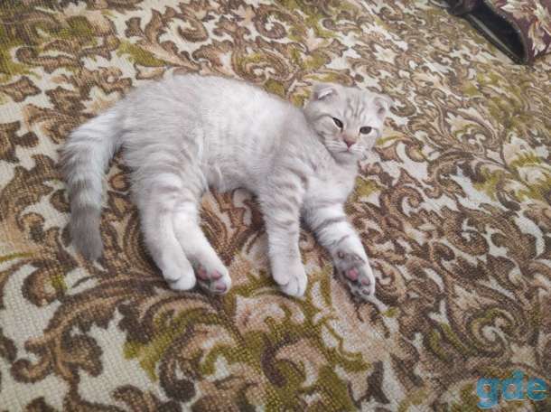 Шотландский вислоухий котенок, фотография 3