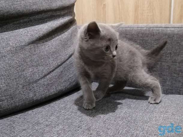 Британские котята, фотография 3